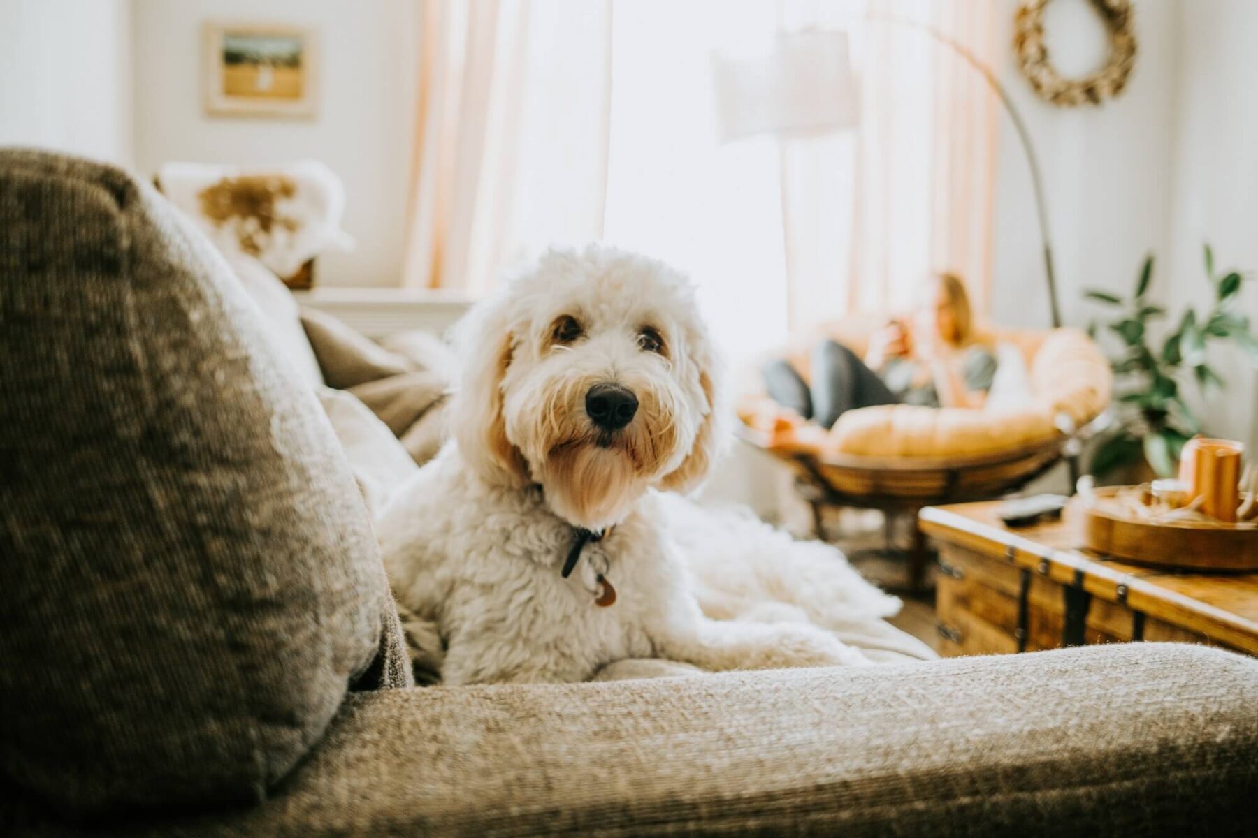 A fluffy white dog sits on a couch in a cozy living room, looking at the camera. In the background, a person relaxes in a round chair near a window with soft natural light.